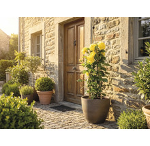 Rustikaler Hauseingang mit Steinwand und Holztür. Ein Topf mit gelben Kletterrosen steht auf dem Kopfsteinpflaster neben anderen Pflanzen.