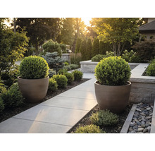 Moderner Garten mit gepflastertem Weg, zwei großen runden Pflanzkübeln und kugelförmig geschnittenen Buchsbäumen.