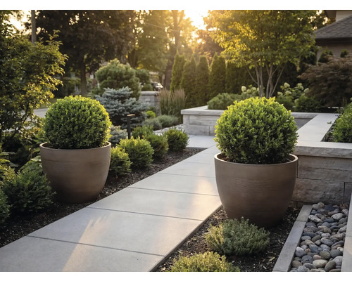 Moderner Garten mit gepflastertem Weg, zwei großen runden Pflanzkübeln und kugelförmig geschnittenen Buchsbäumen.