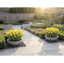 Helle, organisierte Gartenanlage mit zwei runden Pflanzkübeln voller gelber Narzissen auf Steinplatten, umgeben von Hecken und Ziergräsern.