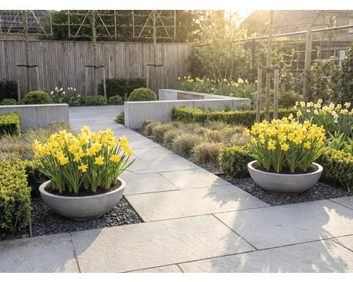 Helle, organisierte Gartenanlage mit zwei runden Pflanzkübeln voller gelber Narzissen auf Steinplatten, umgeben von Hecken und Ziergräsern.