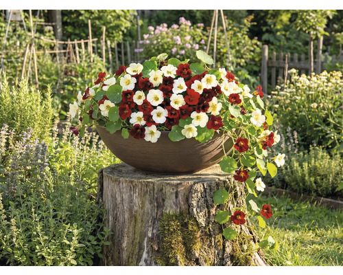 Pflanzschale mit rot und cremeweiß blühender Kapuzinerkresse auf einem Baumstumpf im Garten.