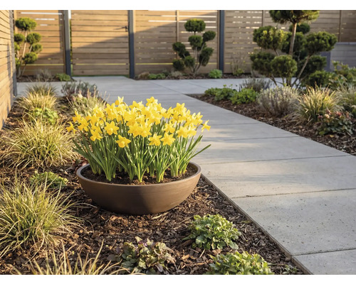 Gelbe Osterglocken in einer braunen Pflanzschale neben einem Gartenweg aus grauen Betonplatten in einem modernen Garten mit Holzzaun.