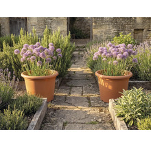 Zwei große terrakottafarbene Pflanztöpfe mit lila Allium auf einem Steinweg in einem Kräutergarten mit Holzbeeten und Steinmauern.