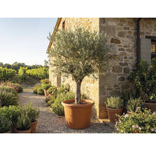 Olivenbaum in einem großen terracottafarbenen Topf vor einer rustikalen Steinwand in einem mediterranen Garten mit Weinberg.