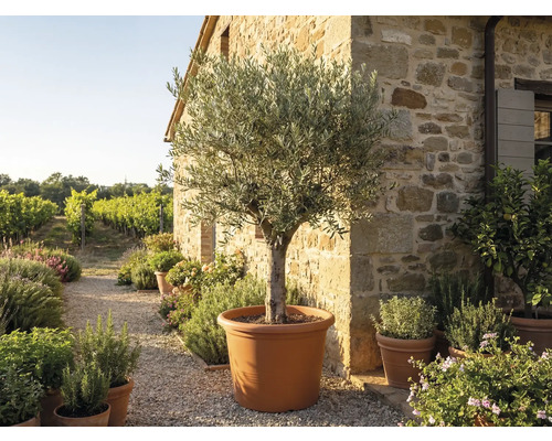 Olivenbaum in einem großen terracottafarbenen Topf vor einer rustikalen Steinwand in einem mediterranen Garten mit Weinberg.