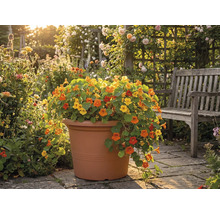Kapuzinerkresse in einem großen terrakottafarbenen Pflanztopf auf einer Terrasse aus Stein neben einer hölzernen Gartenbank in einem hellen Garten.