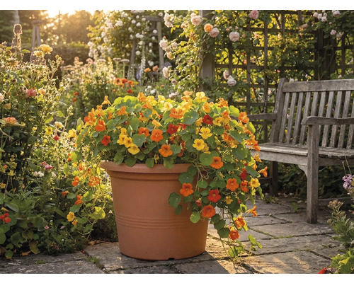 Kapuzinerkresse in einem großen terrakottafarbenen Pflanztopf auf einer Terrasse aus Stein neben einer hölzernen Gartenbank in einem hellen Garten.
