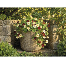 Kapuzinerkresse mit hellen und dunklen Blüten in einem Pflanzkorb aus Geflecht vor einer Steinmauer im Garten.