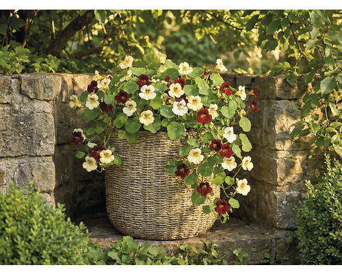 Kapuzinerkresse mit hellen und dunklen Blüten in einem Pflanzkorb aus Geflecht vor einer Steinmauer im Garten.