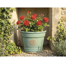Hellgrüner Keramik-Blumentopf mit Blumen-Emblem, bepflanzt mit roten Rosen, vor einer Steinmauer mit Efeu.