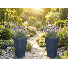 Zwei hohe Pflanzkübel in dunkler Rattanoptik mit blühendem Lavendel an einem hellen, organisierten Gartenweg aus Natursteinplatten.