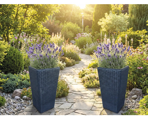 Zwei hohe Pflanzkübel in dunkler Rattanoptik mit blühendem Lavendel an einem hellen, organisierten Gartenweg aus Natursteinplatten.