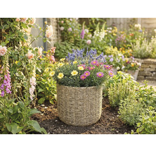 Geflochtener Pflanzkorb mit gelben und rosa Margeriten sowie Lavendel in einem hellen Garten mit Rosen und Fingerhut.