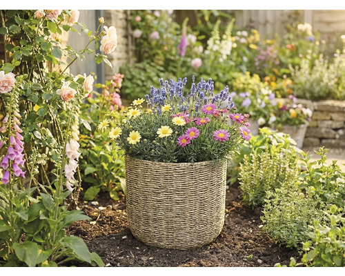 Geflochtener Pflanzkorb mit gelben und rosa Margeriten sowie Lavendel in einem hellen Garten mit Rosen und Fingerhut.