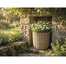 Geflochtener Pflanzkorb mit weißen Margeriten in einer Natursteinmauer-Nische in einem hellen, naturnah gestalteten Garten.