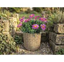 Rosa Margeriten in einem geflochtenen Pflanzkorb in einem hellen Garten zwischen Steinmauern.