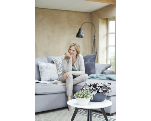 Zwei dekorative Zimmerpflanzen in Töpfen auf einem weißen Couchtisch in einem hellen Wohnzimmer mit einer Frau auf einem Sofa im Hintergrund.