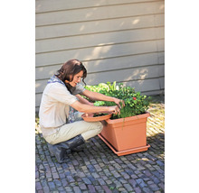 Frau erntet Kräuter in einem rechteckigen Pflanzkasten auf einer gepflasterten Terrasse vor einer Holzwand.
