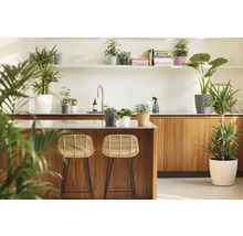 Helle moderne Küche mit Kücheninsel aus Holz, zwei Rattan-Barhockern und diversen Zimmerpflanzen in Übertöpfen auf Ablagen.
