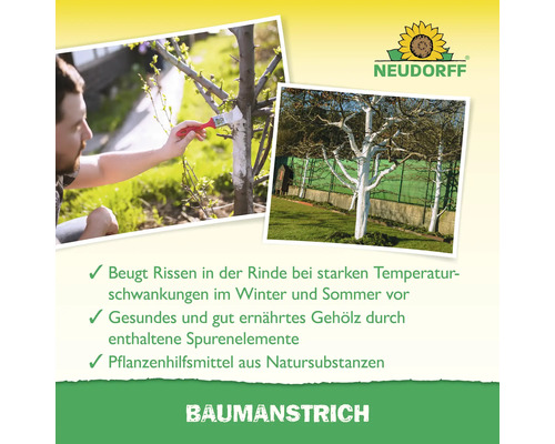 Anwendung von weißem Baumanstrich an Obstbäumen zum Schutz der Rinde vor Rissen durch Temperaturschwankungen. Neudorff Logo.