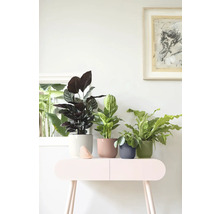 Verschiedene Zimmerpflanzen in geriffelten Übertöpfen auf einem Beistelltisch in einem hellen Zimmer.