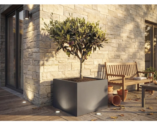 Großer quadratischer Pflanzkübel mit Olivenbaum auf einer hellen Terrasse mit Steinwand, Holzbank und Bodenstrahlern.