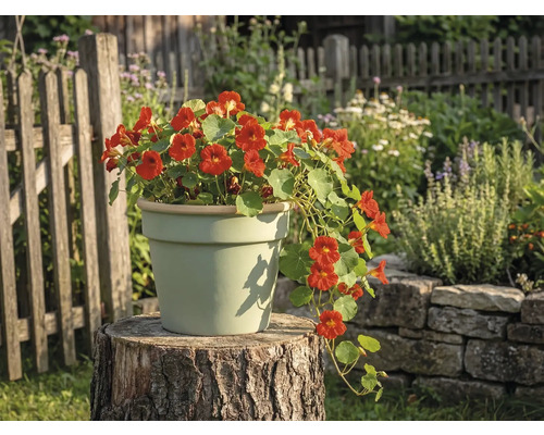 Hellfarbener Blumentopf aus Keramik auf einem Baumstumpf im Garten, bepflanzt mit blühender Kapuzinerkresse.