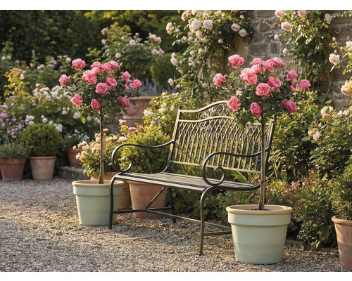 Metallgartenbank zwischen zwei Rosenstämmchen in Töpfen auf einem Kiesweg in einem hellen, gepflegten Garten.