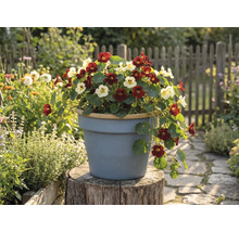 Kapuzinerkresse in Dunkelrot und Creme blühend in einem grauen Blumentopf auf einem Baumstumpf in einem hellen Garten mit Holzzaun.