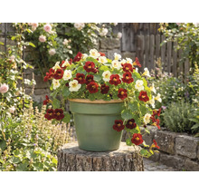 Kapuzinerkresse mit roten und hellen Blüten in einem runden Pflanztopf auf einem Holzstamm in einer Gartenumgebung.