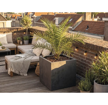 Großer quadratischer Pflanzkübel in Anthrazit mit einer Palme auf einer hellen, organisierten Dachterrasse mit Holzdeck und Ziegelwand.