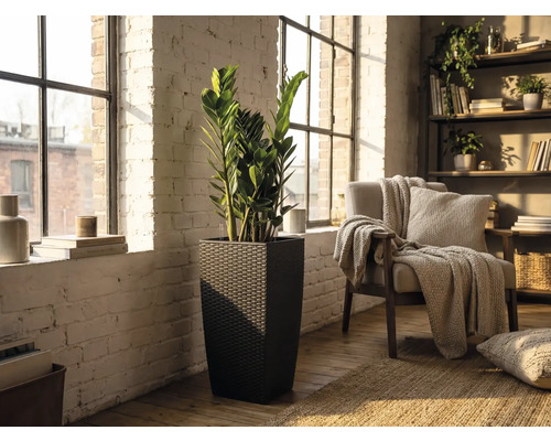 Hoher, quadratischer Pflanzkübel in dunkler Rattan-Optik mit einer Zamioculcas-Pflanze in einem hellen Wohnraum mit weißer Ziegelwand.