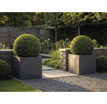 Zwei große anthrazitfarbene quadratische Pflanzkübel mit kugelförmigen Buchsbäumen in einem modernen Garten mit Steinmauer und Kiesweg.