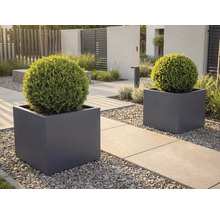 Zwei quadratische dunkelgraue Pflanzkübel mit kugelförmigen grünen Sträuchern auf einem modernen Gartenweg mit Betonplatten und grauem Kies.