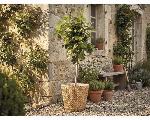 Feigenbaum in einem geflochtenen Korb vor einer rustikalen Steinwand in einem Garten mit Kräutertöpfen und einer Holzbank auf Kies.