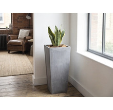 Hoher, quadratischer Pflanzkübel in grauer Betonoptik mit Bogenhanf in einem hellen, modern eingerichteten Wohnzimmer neben einem Fenster.