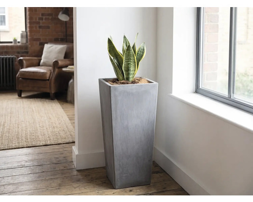 Hoher, quadratischer Pflanzkübel in grauer Betonoptik mit Bogenhanf in einem hellen, modern eingerichteten Wohnzimmer neben einem Fenster.