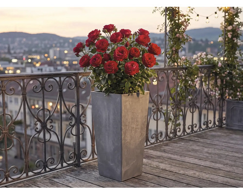 Hoher quadratischer Pflanzkübel in Grau mit roten Rosen auf einem Balkon mit Holzdiele und dekorativem Metallgeländer.
