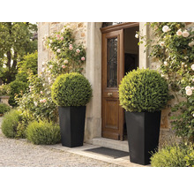 Zwei hohe, schwarze, konische Pflanzkübel mit runden Buchsbäumen vor einem hölzernen Hauseingang an einer Steinmauer mit Kletterrosen.
