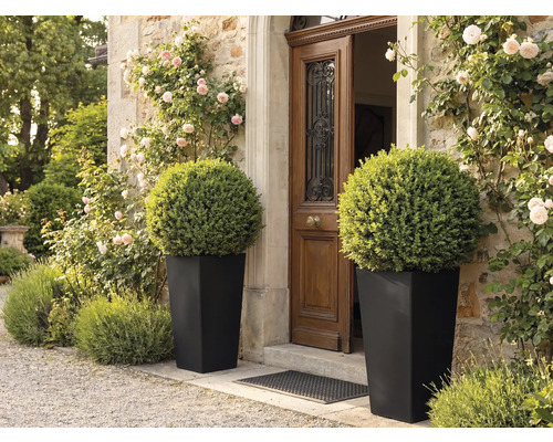 Zwei hohe, schwarze, konische Pflanzkübel mit runden Buchsbäumen vor einem hölzernen Hauseingang an einer Steinmauer mit Kletterrosen.