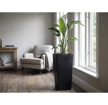 Große grüne Zimmerpflanze in einem hohen schwarzen quadratischen Pflanzkübel neben einem hellen Fenster in einem modernen Wohnzimmer.