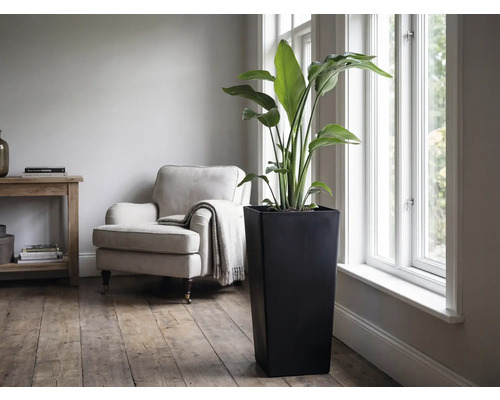 Große grüne Zimmerpflanze in einem hohen schwarzen quadratischen Pflanzkübel neben einem hellen Fenster in einem modernen Wohnzimmer.