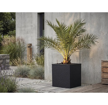 Palme in einem dunklen, quadratischen Pflanzkübel in Geflechtoptik auf einer Steinterrasse vor einer Betonwand.