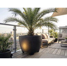 Großer runder Pflanzkübel mit Palme auf einem modernen Holzbalkon mit Loungemöbeln und Stadtblick.