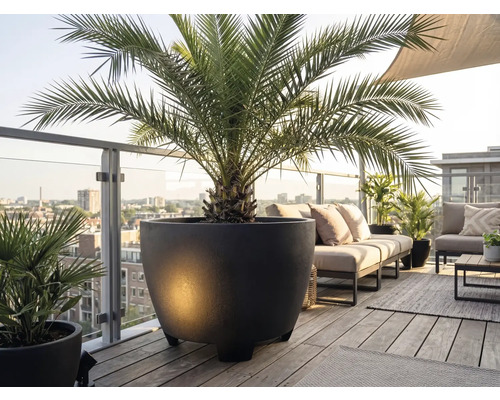 Großer runder Pflanzkübel mit Palme auf einem modernen Holzbalkon mit Loungemöbeln und Stadtblick.