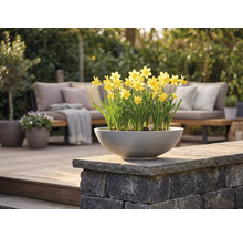 Eine runde graue Pflanzschale mit gelben Osterglocken auf einer Steinmauer auf einer hellen modernen Terrasse mit Gartenmöbeln.