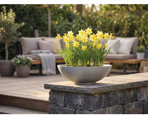 Eine runde graue Pflanzschale mit gelben Osterglocken auf einer Steinmauer auf einer hellen modernen Terrasse mit Gartenmöbeln.