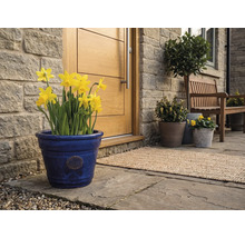 Blauer Keramik-Blumentopf mit gelben Narzissen vor einer hölzernen Haustür an einer Natursteinwand auf einer gepflasterten Terrasse.