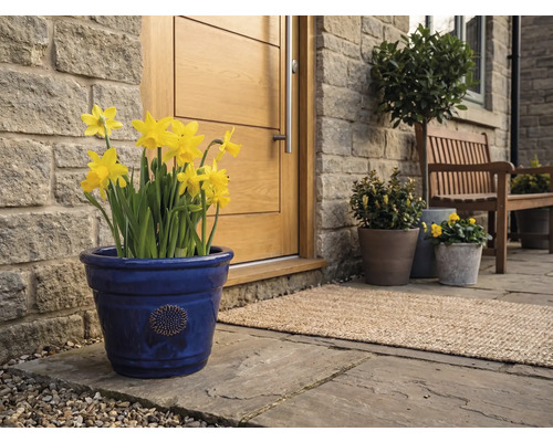 Blauer Keramik-Blumentopf mit gelben Narzissen vor einer hölzernen Haustür an einer Natursteinwand auf einer gepflasterten Terrasse.